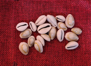 Cowrie Shells